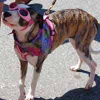 Pit Bull in pink