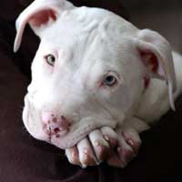 White pit bull puppy is sad that he isn't VP nominee