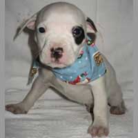 Pit Bull puppy in a scarf